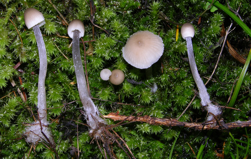 Mycena da determinare